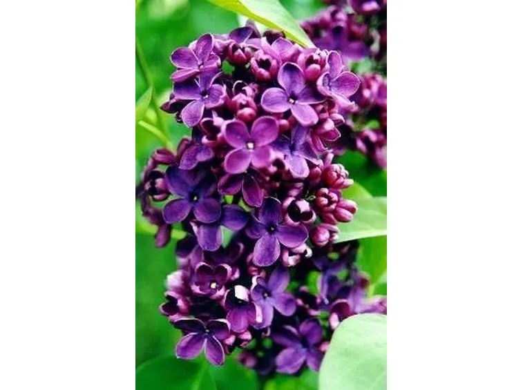 Fiori siringa