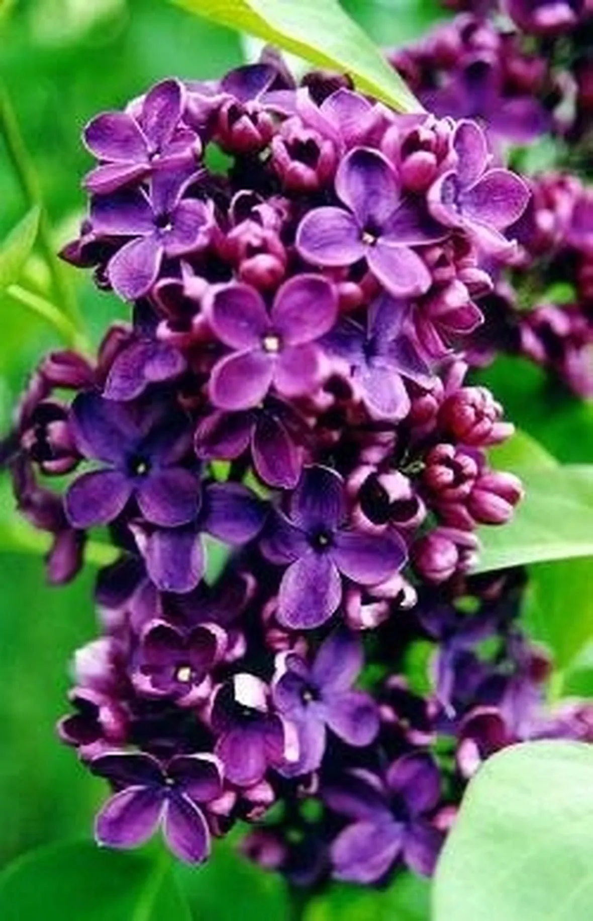 Fiori siringa