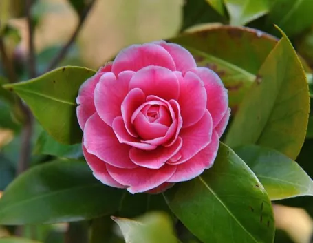 camelia