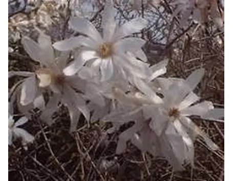 Magnolia stellata