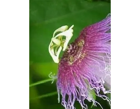 Fiore di passiflora