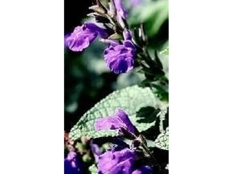 Salvia