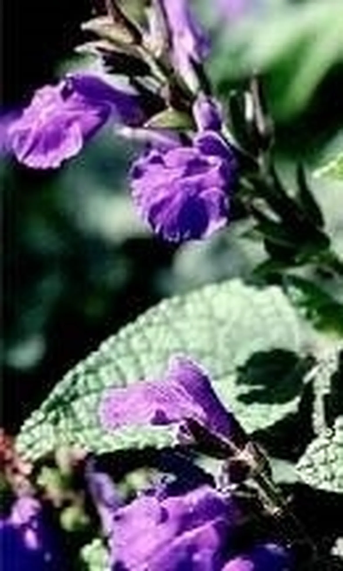 Salvia