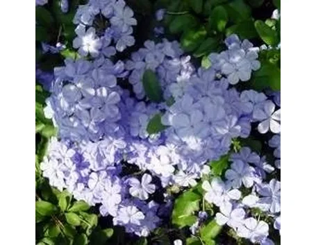 Plumbago
