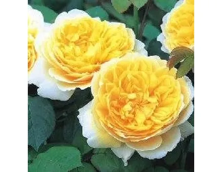 Rose inglesei