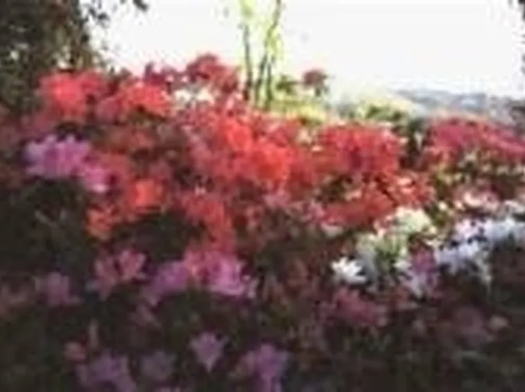 azalea