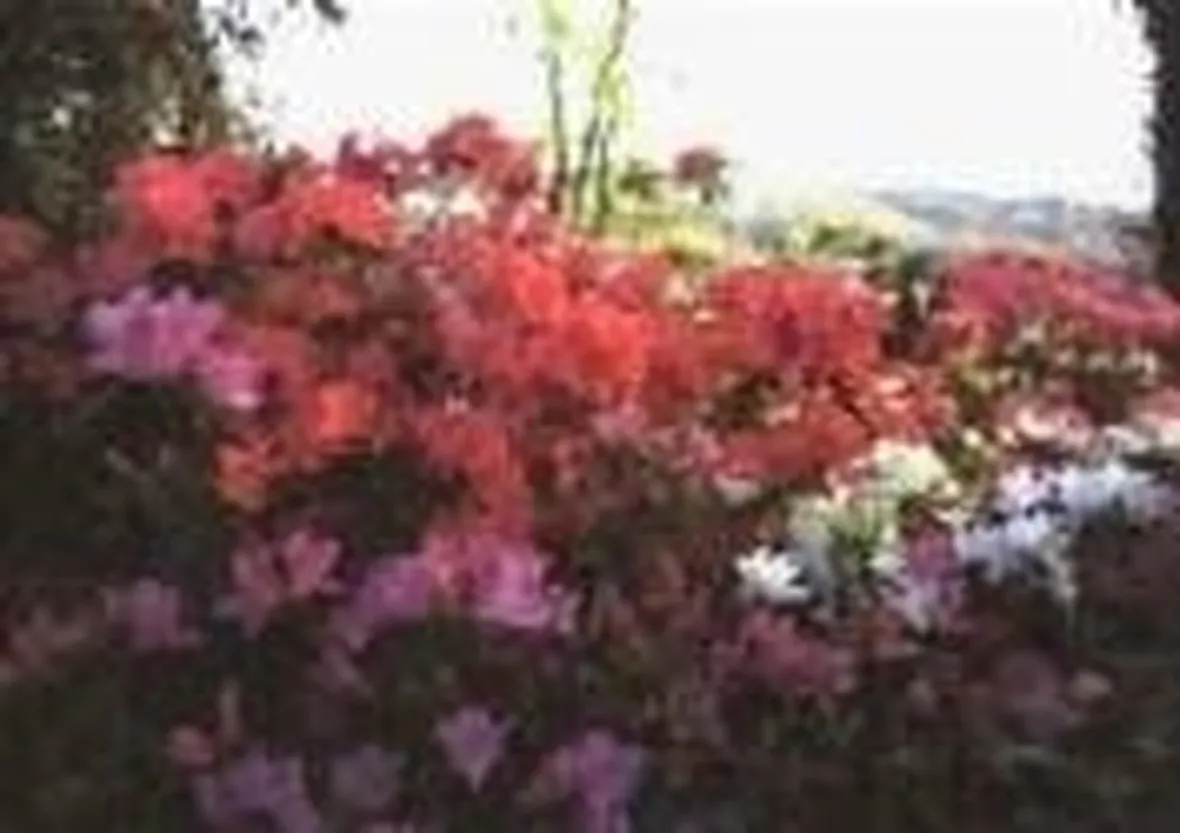 azalea