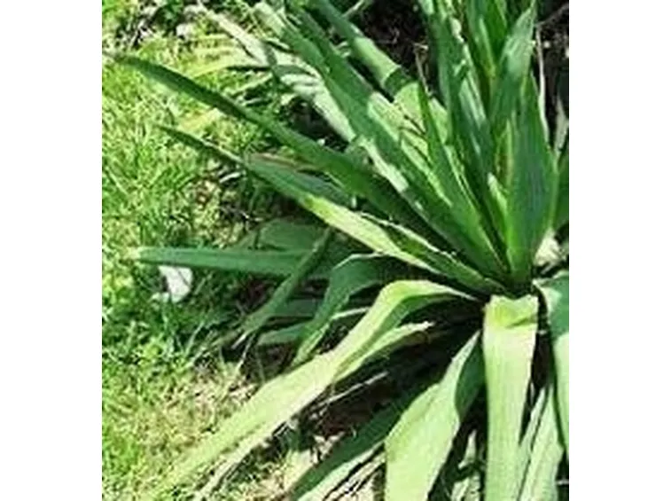 yucca