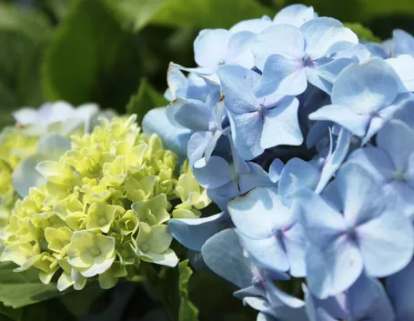 ortensia blu