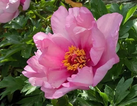 fiore di peonia