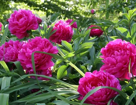 Fiori peonia arbustiva