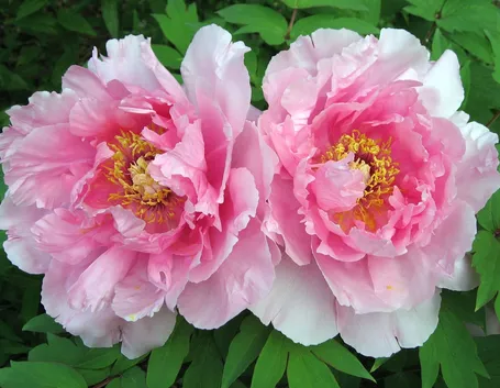 Esemplare di peonia erbacea