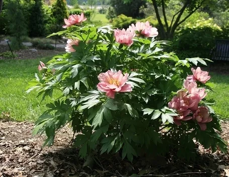 peonia