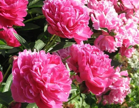Bellissimo cespuglio di peonie rosa