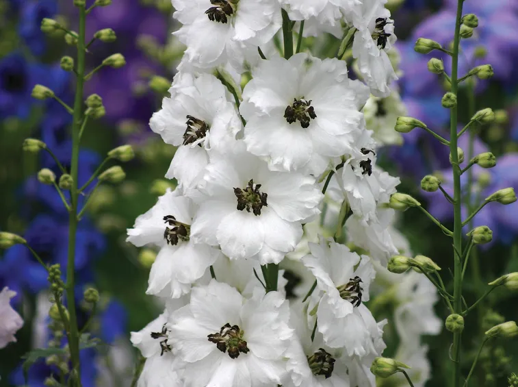 delphinium