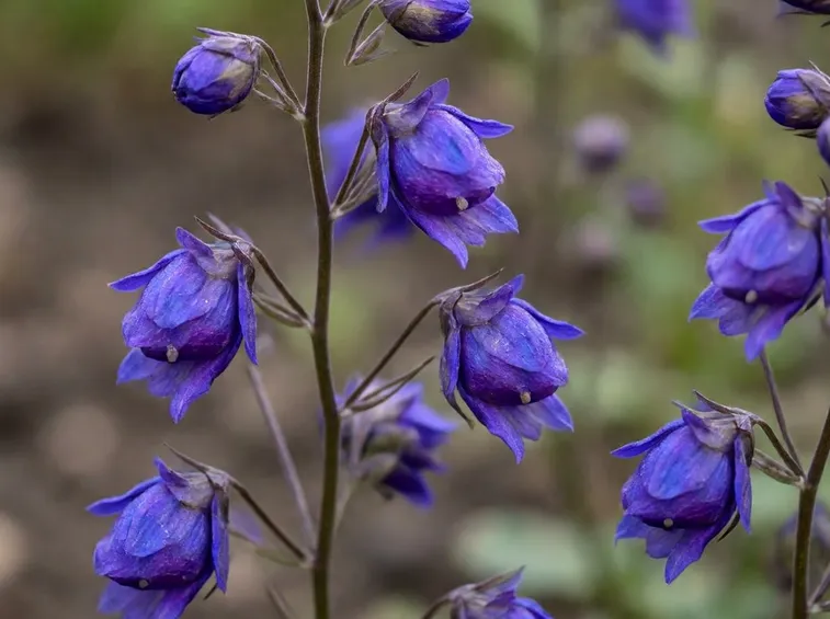 delphinium boccioli