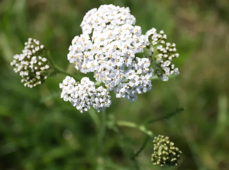 Terreno achillea
