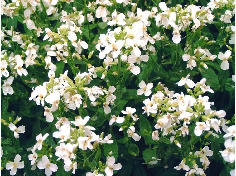 Arabis