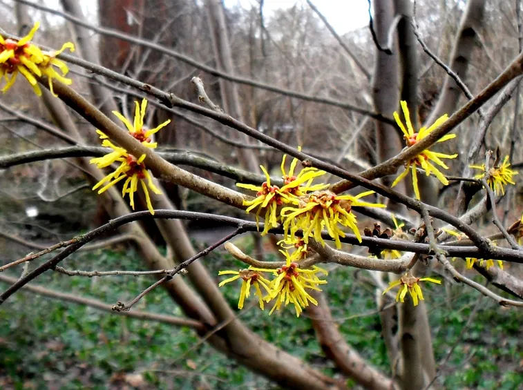 hamamelis