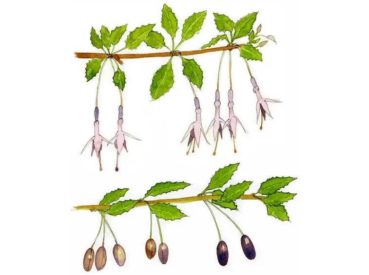 disegno botanico Fuchsia magellanica