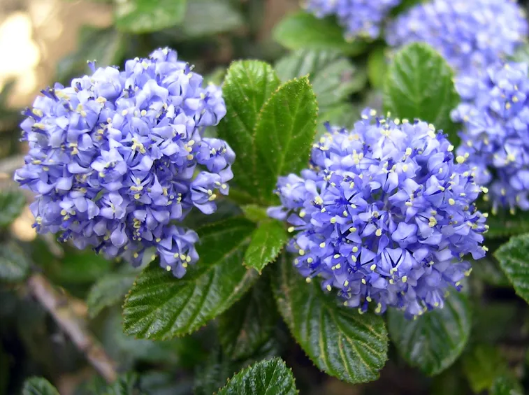 Infiorescenze pianta Ceanothus