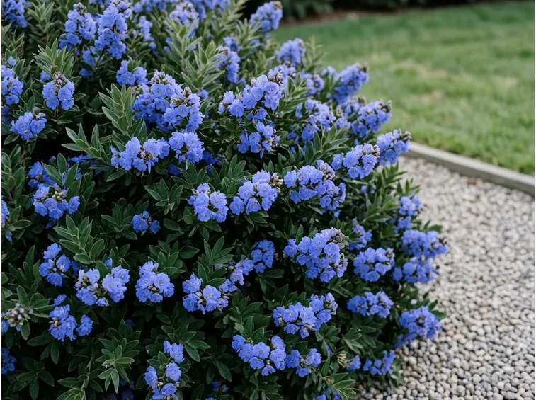 Pianta fiore