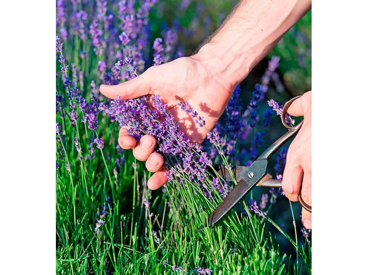 Potatura della pianta di lavanda