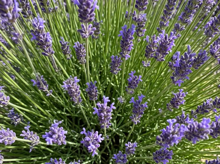 concimare lavanda