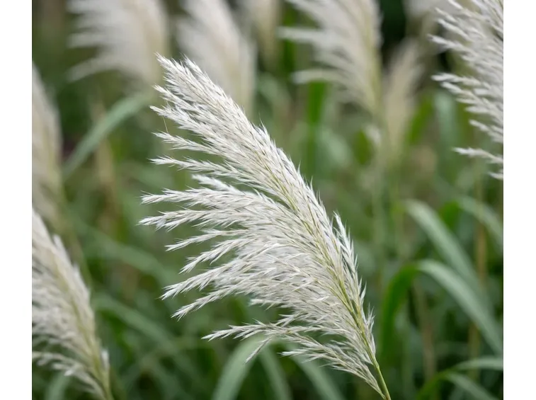 miscanthus