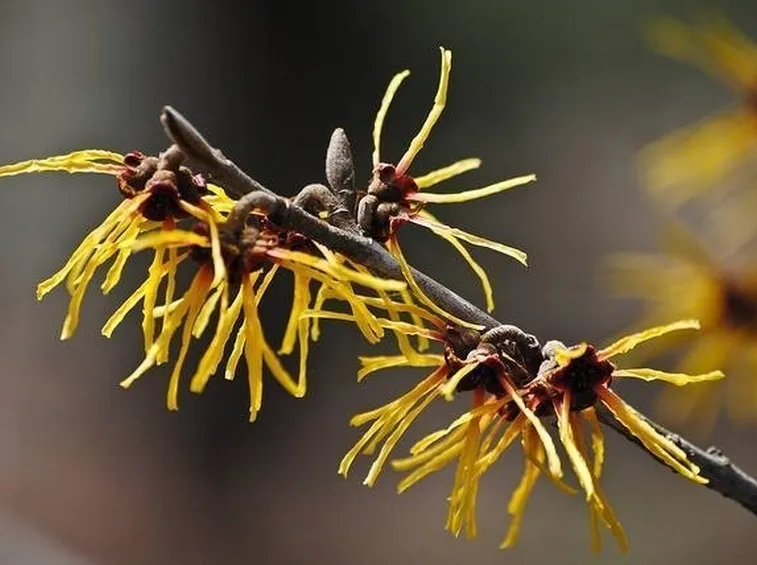 Hamamelis mollis