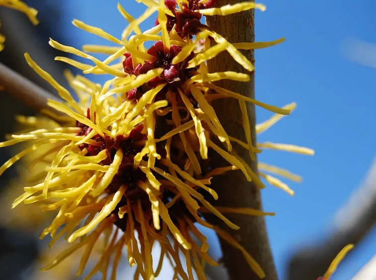 Hamamelis japonica