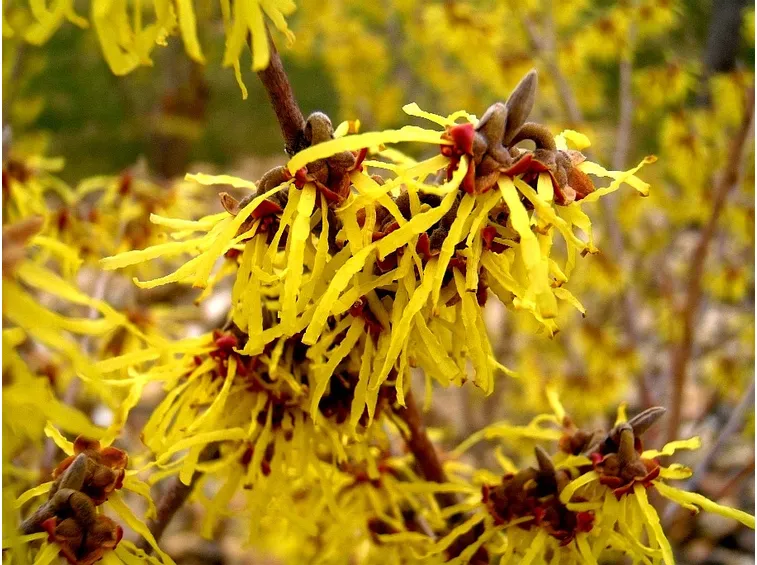 Hamamelis virginiana