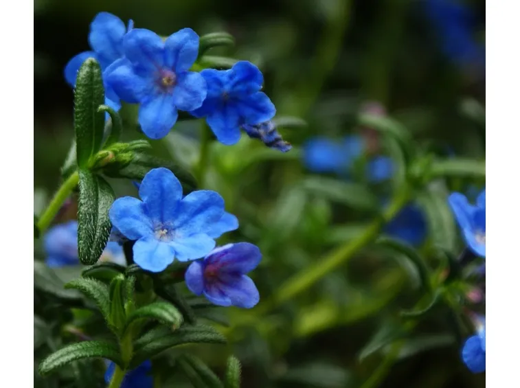 Litodora
