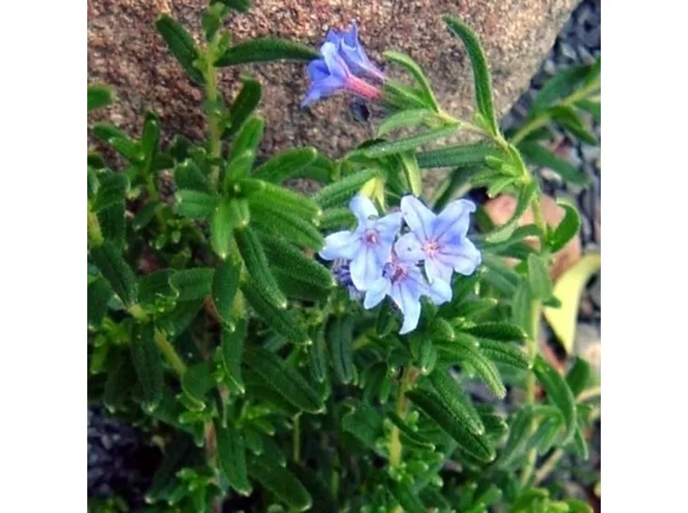 Litodora