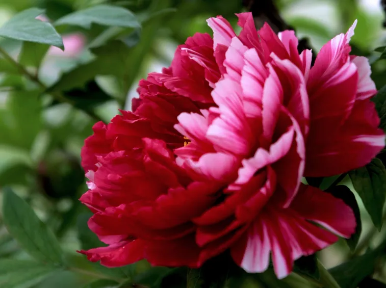 peonia