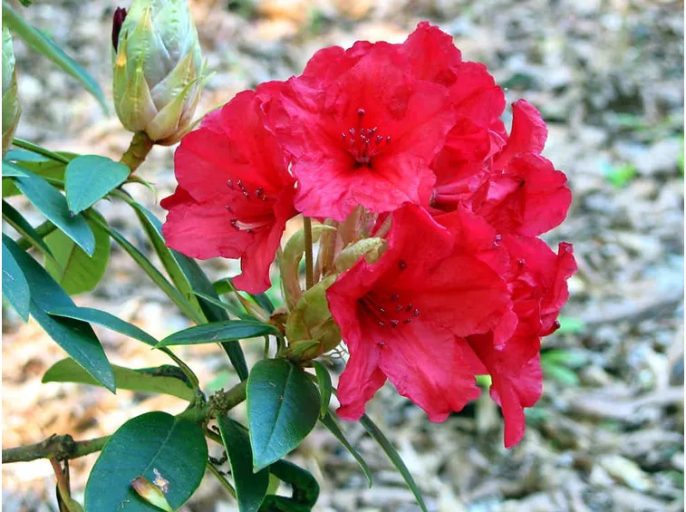 Rododendro