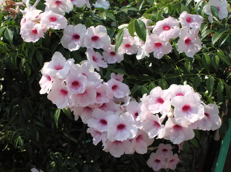 fiori pandorea