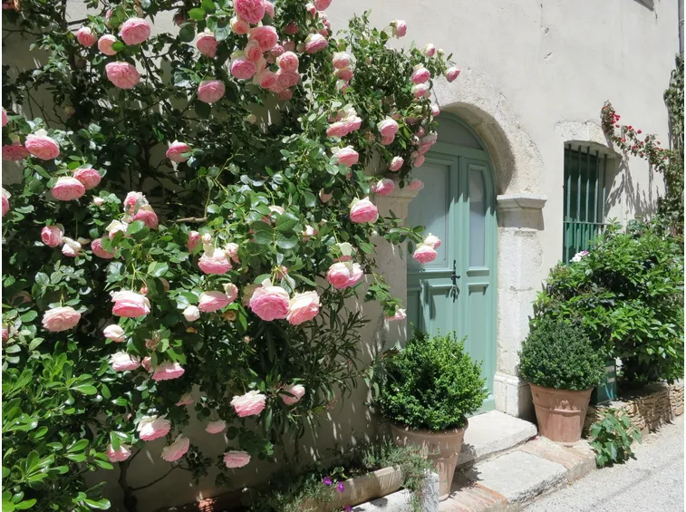 rose rampicanti