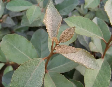 Foglie eleagnus pungens