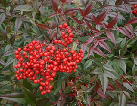 Bacche di nandina