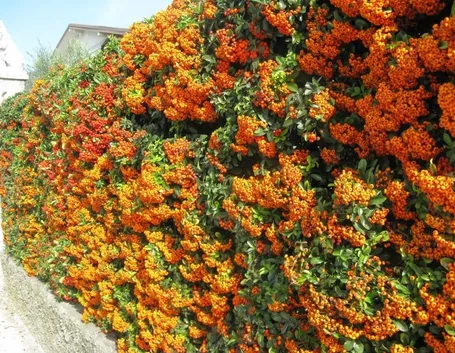 Siepe di pyracantha con bacche