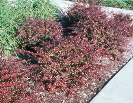 Berberis