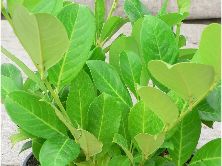 Lauroceraso