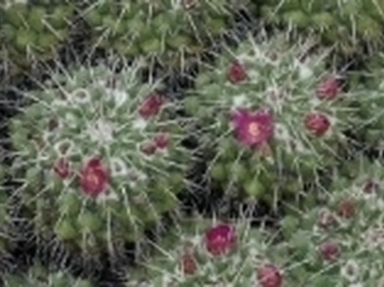 Piante succulente