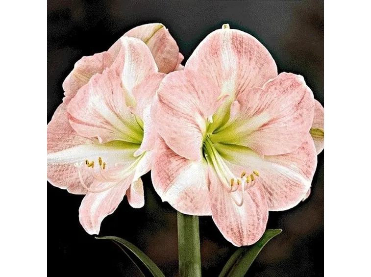 amaryllis