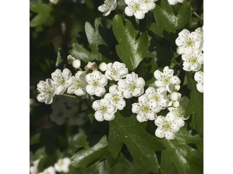 biancospino
