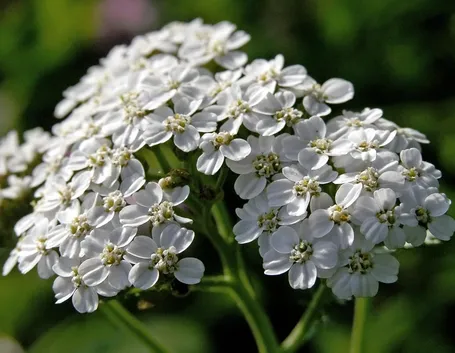 achillea atrata