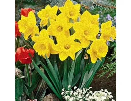 narciso