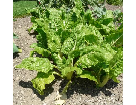 beta vulgaris cycla