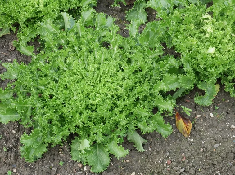 indivia crispum